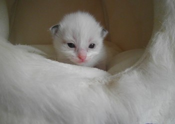 chaton mâle seal bicolour -15 jours - Chatterie Ragdolls du Val de Beauvoir